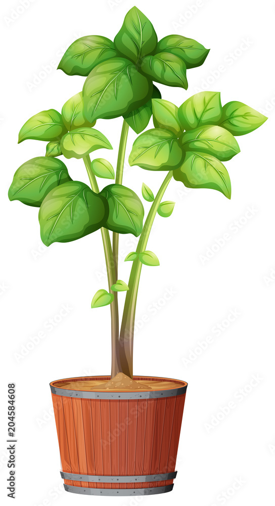 A Plant Growing in the Pot A Plant Growing in the Pot