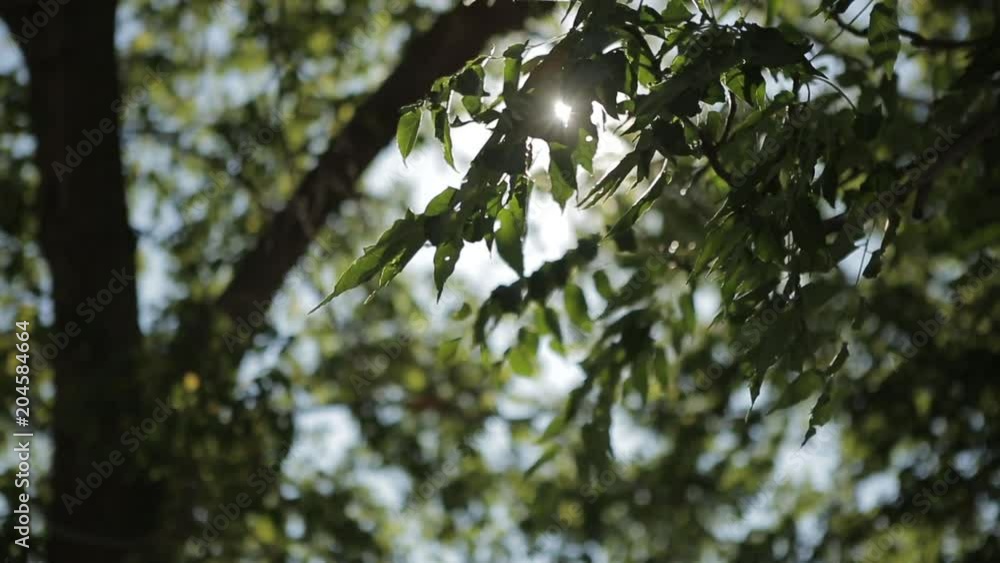 Low angle, tree leaves glow in sun Low angle, tree leaves glow in sun