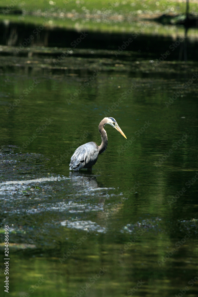 Naklejka premium Heron Bird - Coastline, Victoria, BC, Canada