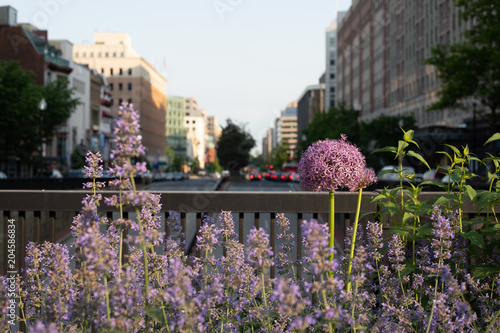 Purple flowers with street and buildings photo