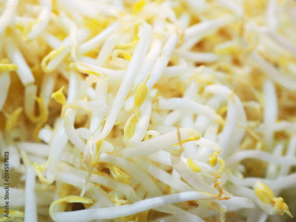 Close up pile of pale yellow white clean raw fresh long bean sprout from Thai local traditional noodle stall stand shop Close up pile of pale yellow white clean raw fresh long bean sprout from Thai local traditional noodle stall stand shop