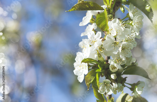 Beautiful pear blossom in spring time over blue sky.
