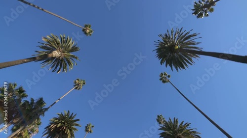 Palm Trees Hyperlapse Driving Time Lapse Low Angle View