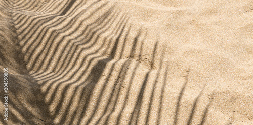 Arrière-plan de vacances, ombre de cocotier sur le sable de la plage