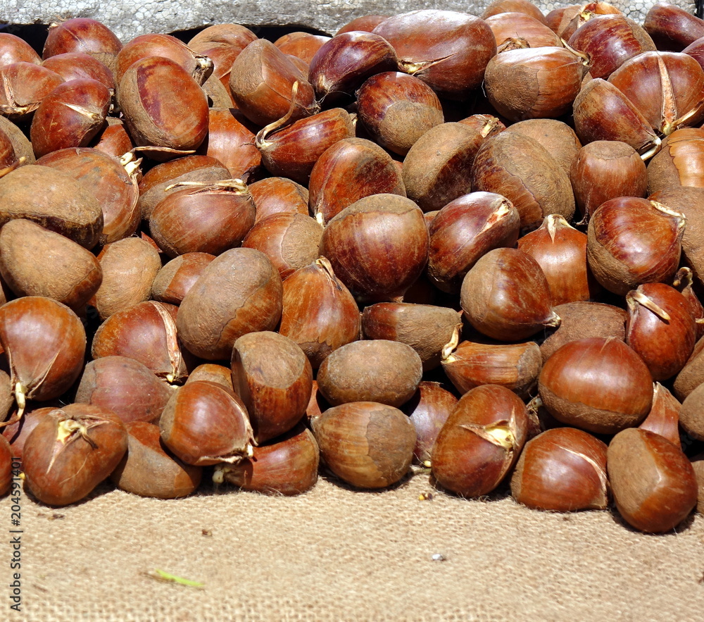 Obraz premium Fresh Sprouting Chestnuts