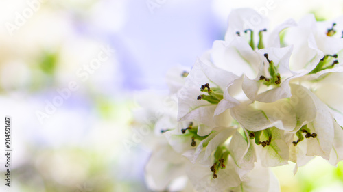 Beauty White Flower for background 