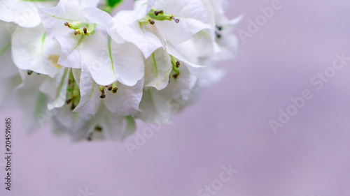 Beauty White Flower for background 