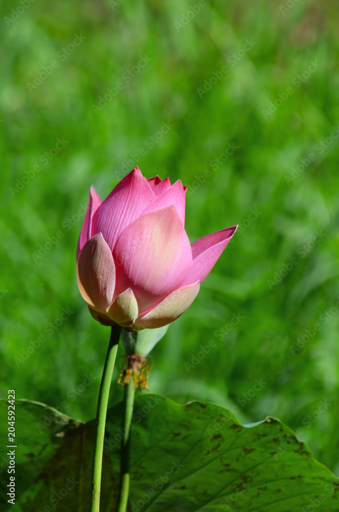 A pink water lotus bud. The flower is still closed. The petals are pale pink in the centre, and darker at the tips. The background is a soft green.
