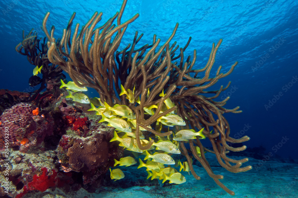Underwater Cozumel