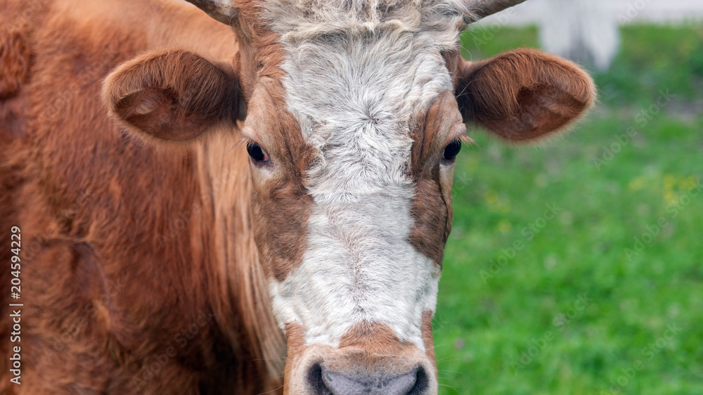 Head of a cow