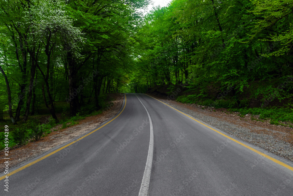 Road through the green forest