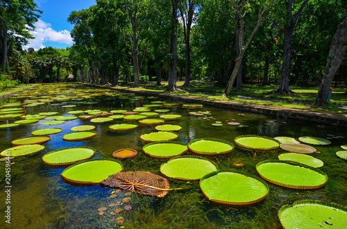 Giant water lilies (Victoria Amazonica) © Phuong
