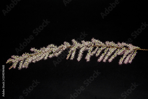 branch of a bush isolated on a black background