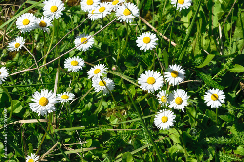 Background of Young and Fresh Chamomile in Springtime