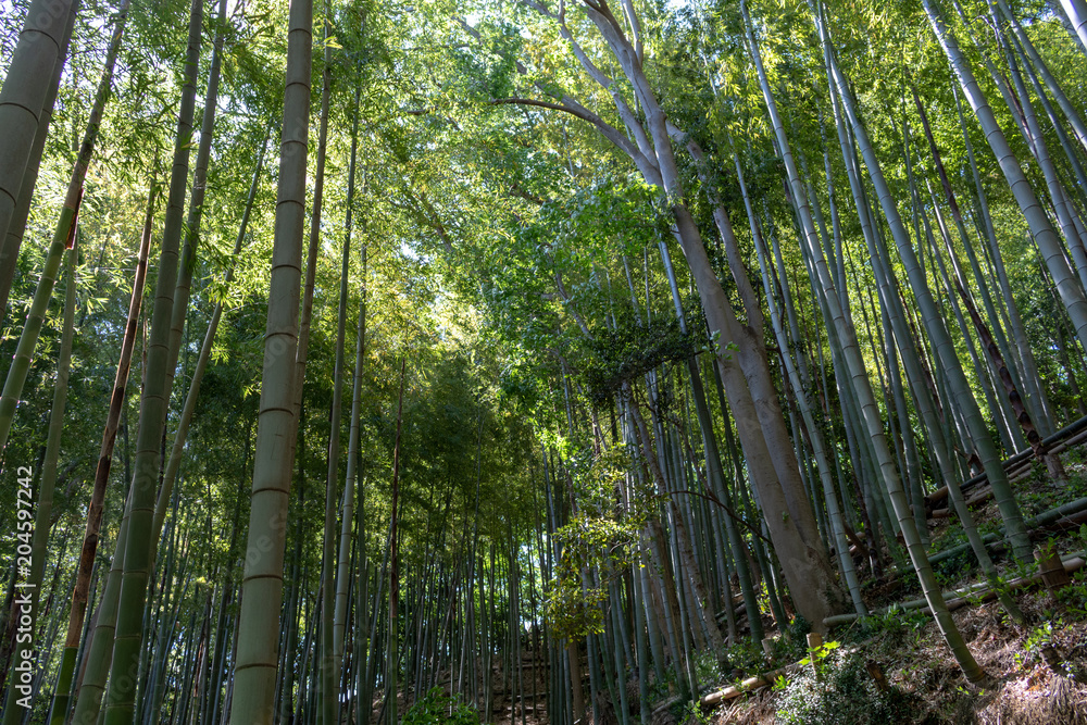 小机城の竹