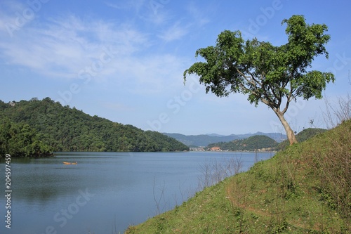 Tree growing on the shore of Begnas lake, Nepal.