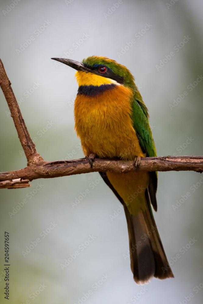 Obraz premium Little bee-eater perched on branch looking left