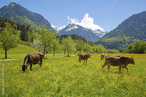Kühe - Allgäu - Frühling - Löwenzahn - Oberstdorf - Alpen