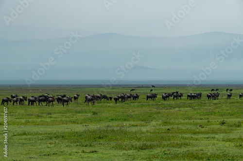 Line of white-bearded wildebeest migrate over savannah