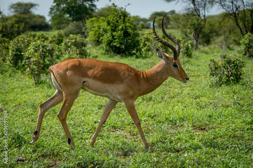 Male impala in profile walking past bushes © Nick Dale