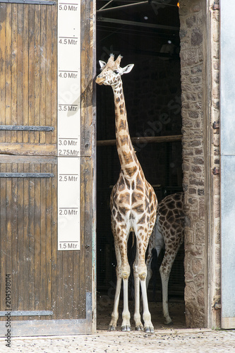 Photography Giraffe - Standing Tall