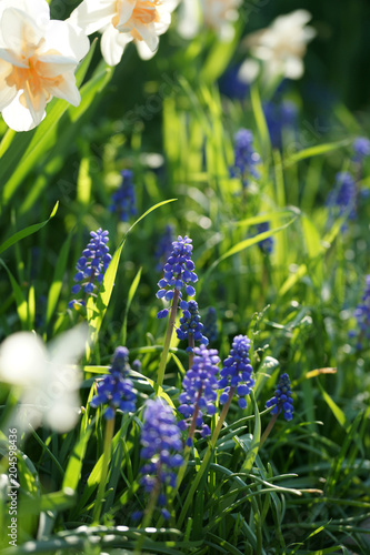Fototapeta Naklejka Na Ścianę i Meble -  Flower bed with daffodils and muscari
