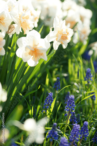 Fototapeta Naklejka Na Ścianę i Meble -  Flower bed with daffodils and muscari