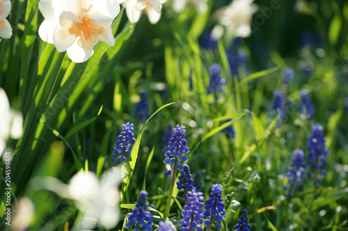 Fototapeta Naklejka Na Ścianę i Meble -  Flower bed with daffodils and muscari