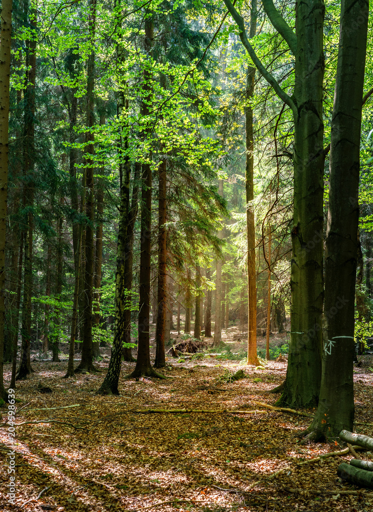 Obraz premium Mischwald