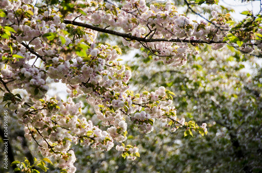 Scandinavian beautiful blooming cherry trees spring 2018 Scandinavian beautiful blooming cherry trees spring 2018