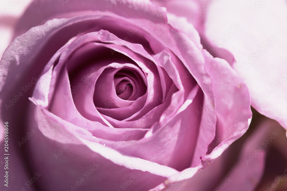 Rose Rose