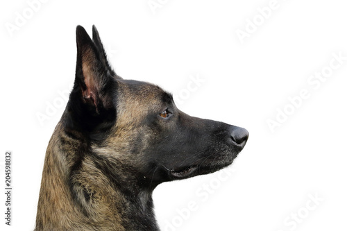 portrait d'un chien berger belge malinois attentif aux ordres au regard vif et joyeux