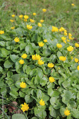 Spring chistyak, or Buttercup spring (Ficaria vеrna) - yellow flower, herbaceous plant 