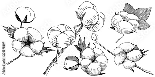 Cotton flower in a vector style isolated. Vector wildflower for background, texture, wrapper pattern, frame or border.