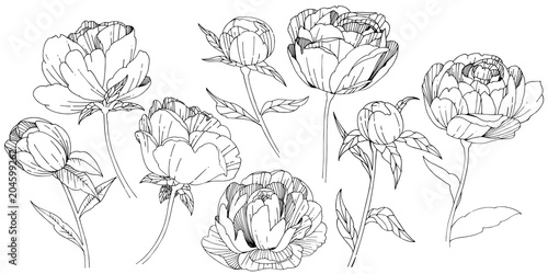 Wildflower peony flower in a vector style isolated. Full name of the plant: peony. Vector wildflower for background, texture, wrapper pattern, frame or border.