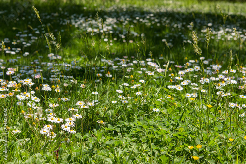 Daisies among green grass