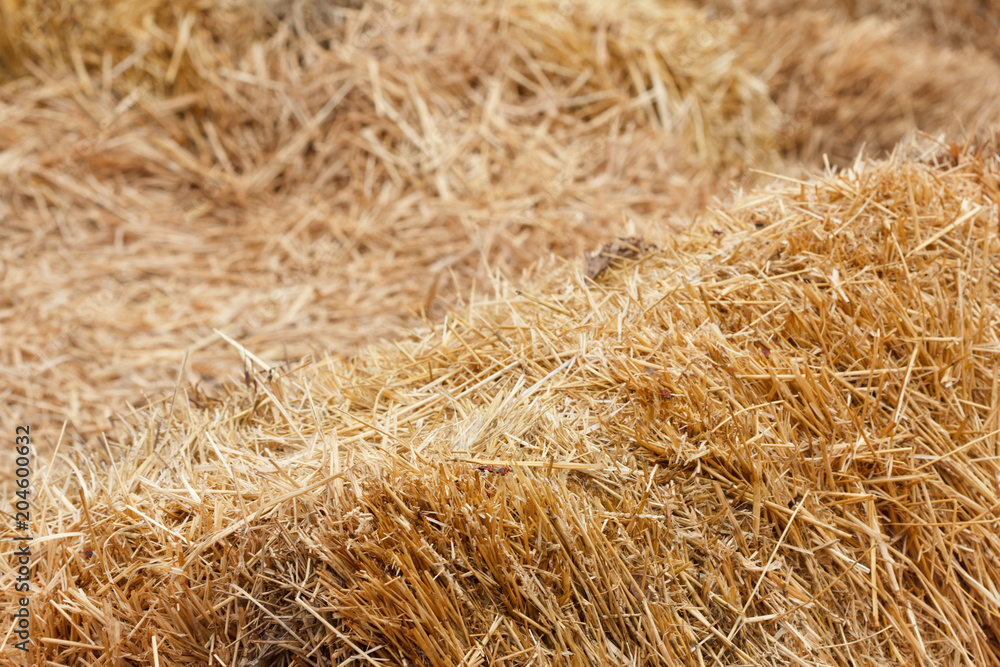 Bricks of fresh hay Bricks of fresh hay