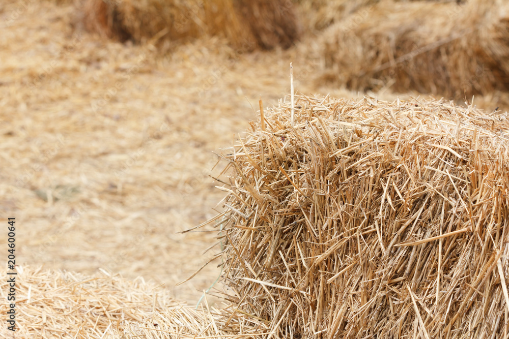 Bricks of fresh hay Bricks of fresh hay