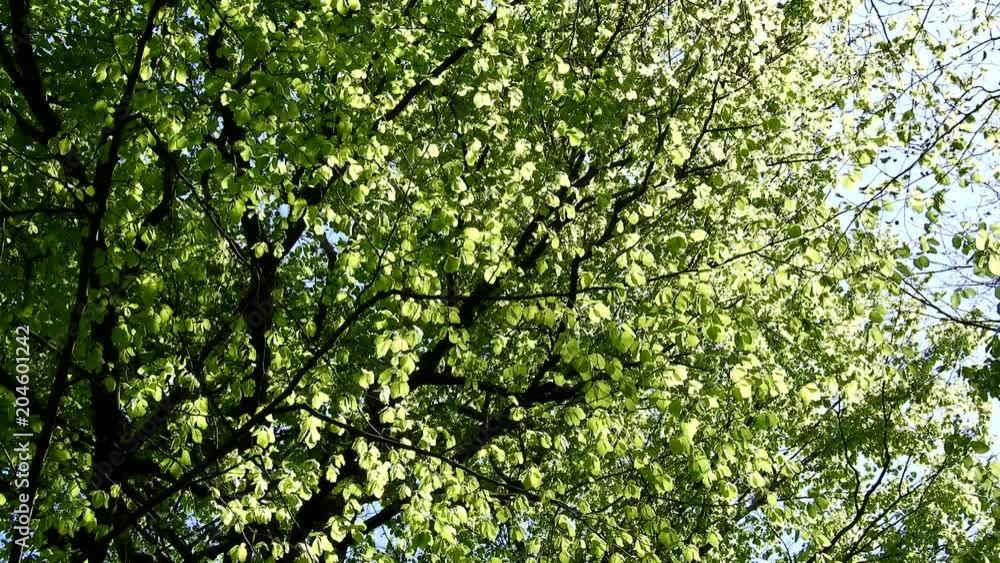 Wind blowing through forest, green leaves, sunny day in springtime Wind blowing through forest, green leaves, sunny day in springtime
