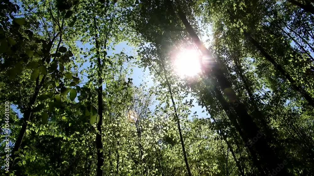 Wind blowing through forest, green leaves, sunny day in springtime Wind blowing through forest, green leaves, sunny day in springtime