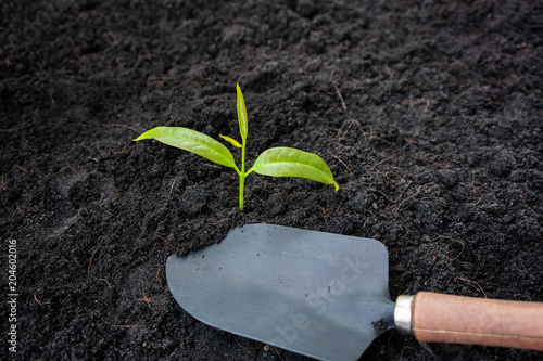 Shovel with a small plant on soil texture background