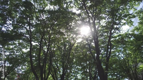 新緑の定禅寺通り1