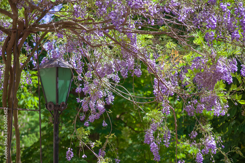 Flowering wisteria on a metal support near the green lantern