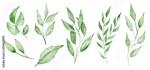 Watercolor green leaves and brunches Greenery herb hand rawn illustration