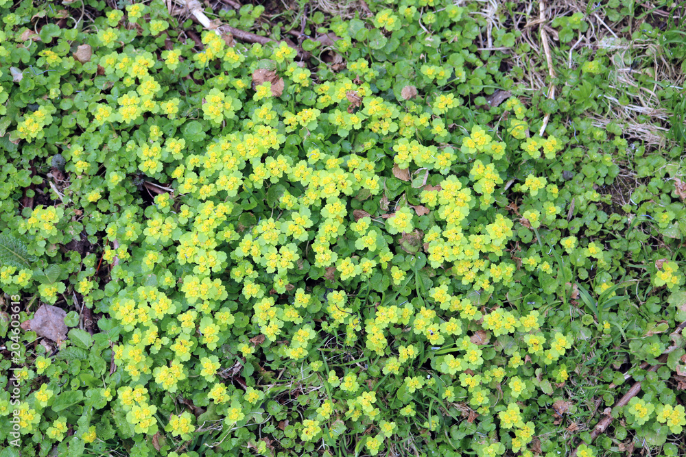 Spleen, alternate, ordinary (Chrysosplenium alternifolium) - perennial plant Spleen, alternate, ordinary (Chrysosplenium alternifolium) - perennial plant