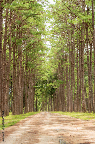 pine garden or pine forest at Chiang Mai Province in Thailand.