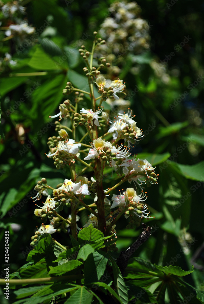 Chestnut tree white flowers and new green leaves, vertical organic background texture Chestnut tree white flowers and new green leaves, vertical organic background texture