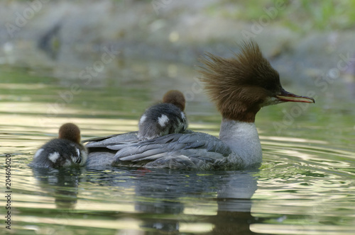 common merganser