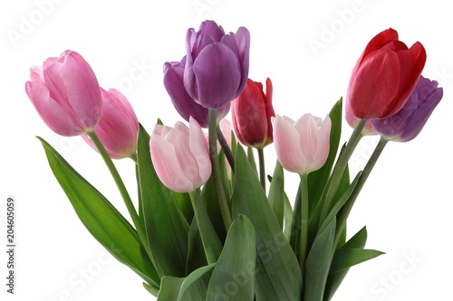 pretty tulips close up