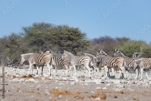 Zebras herd at Etosha National Park  travel destination in Namibia. Dust  soft light.